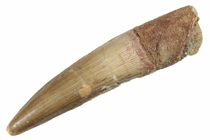 Fossil Spinosaurus Tooth - Real Dinosaur Tooth #221328